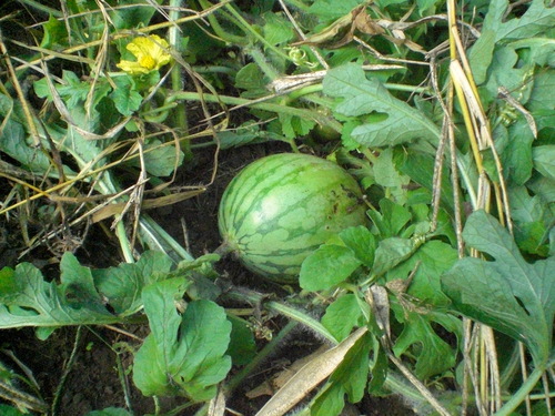 d0098363_8322655.jpg