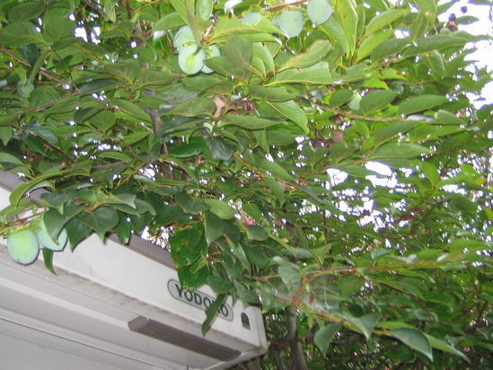 e0031572_15311210.jpg
