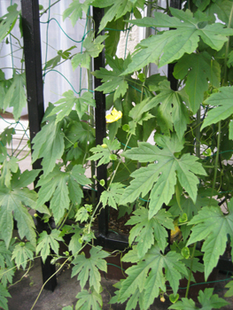 a0030594_2123730.jpg