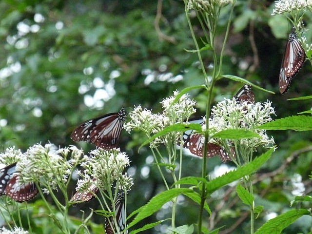 b0025101_15141886.jpg