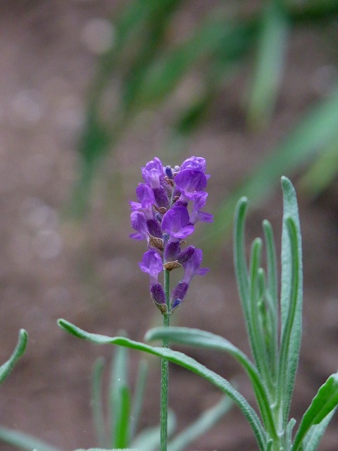 f0157901_2073124.jpg
