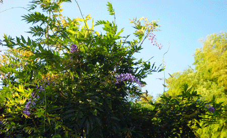 c0146127_18105683.gif
