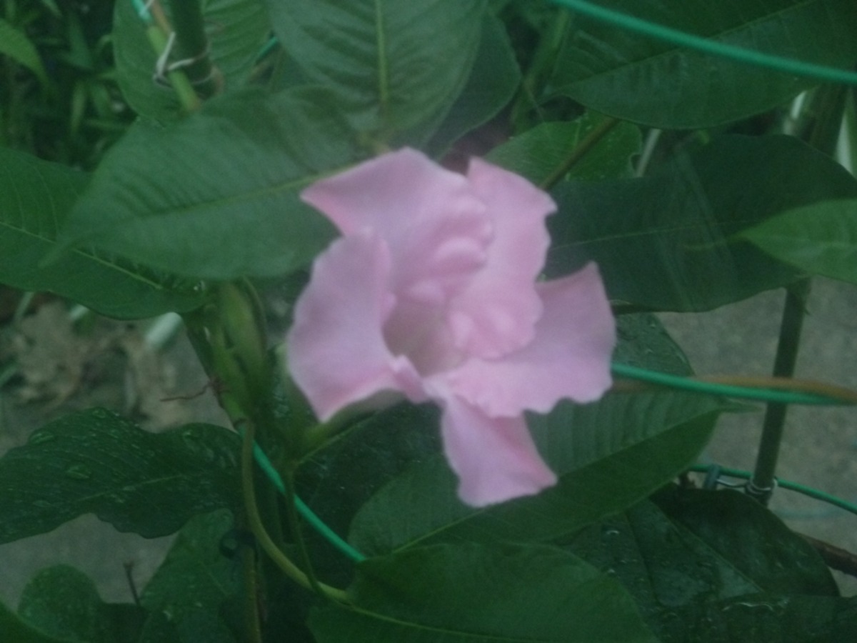 e0033229_16275425.jpg