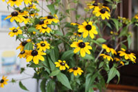 c0117570_14464595.jpg