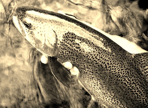 a0169776_21423317.jpg