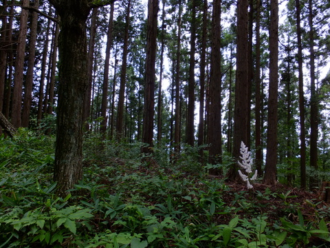 a0043982_16364429.jpg