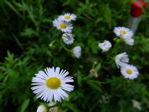 a0043982_1638227.jpg
