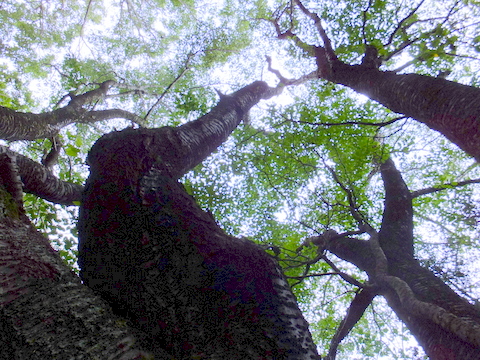 a0043982_1638594.jpg