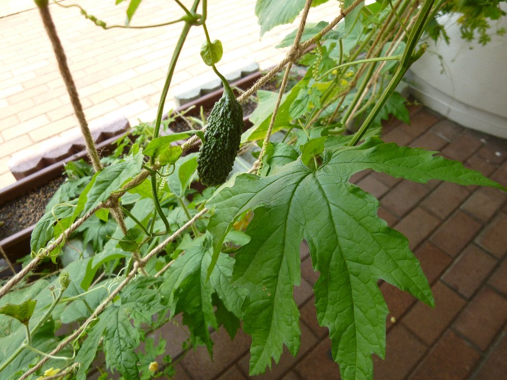 e0065084_2084040.jpg