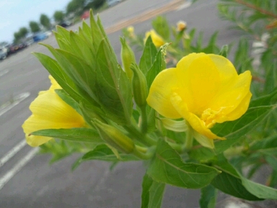 c0208099_13591315.jpg
