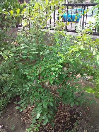 a0034438_1732287.jpg