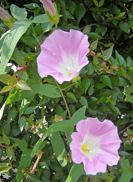 a0001354_22482225.gif