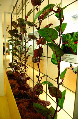 e0025655_66759.jpg