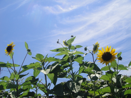 c0108460_2155320.jpg