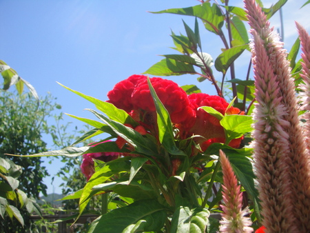 c0108460_2172651.jpg