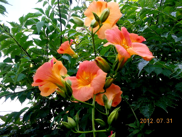 a0007388_1292345.jpg