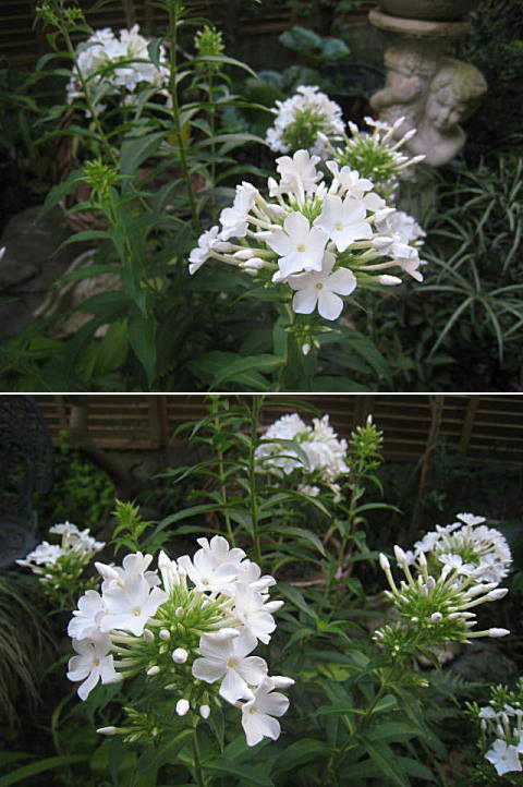 d0046702_5541993.jpg