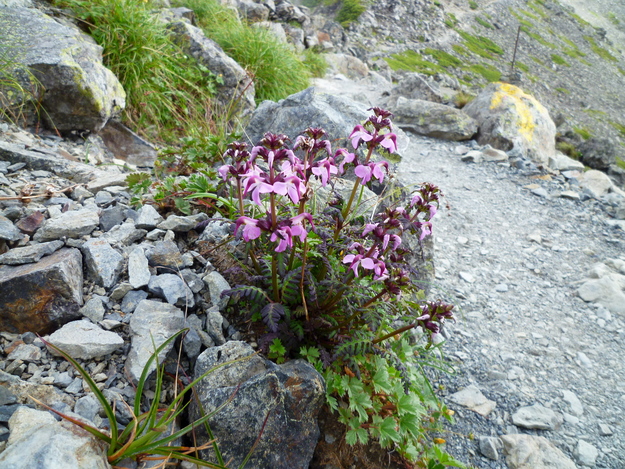 d0170615_1452129.jpg