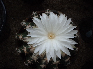 e0256122_17593968.jpg
