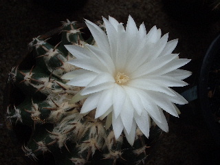 e0256122_1813253.jpg