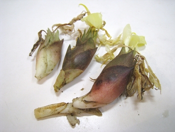 c0134734_2374875.jpg