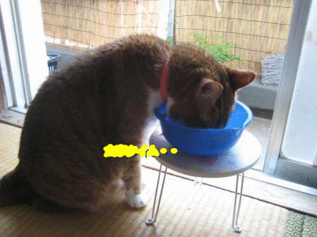 e0255638_15225796.gif