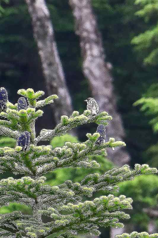f0044056_6345238.jpg