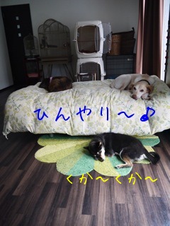 f0177261_1211496.jpg