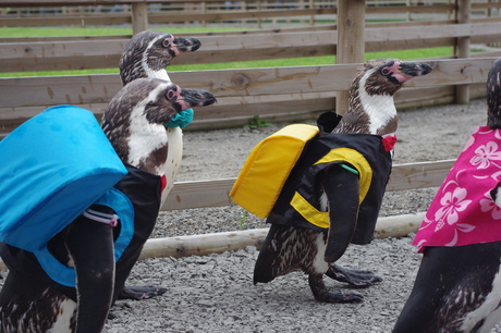 イルカランドのペンギンお散歩タイム