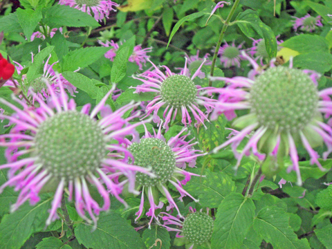 c0229591_11435374.jpg