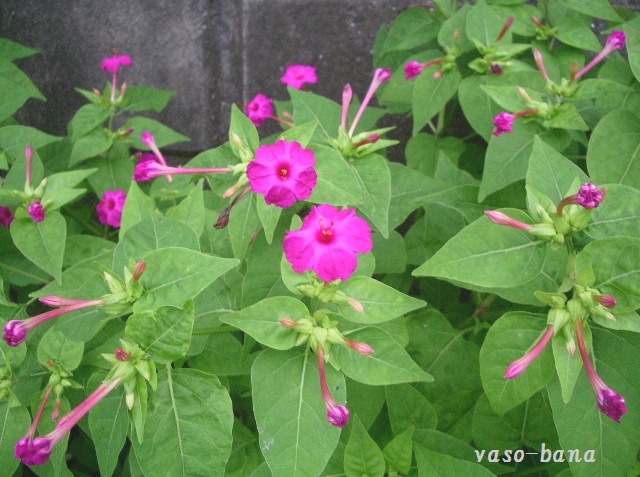 e0025300_20153697.jpg