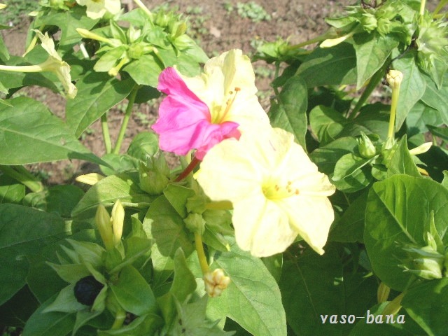 e0025300_20223466.jpg