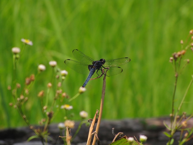 d0037110_21131255.jpg