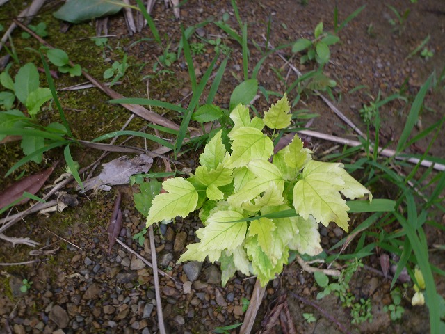 d0037110_21181290.jpg