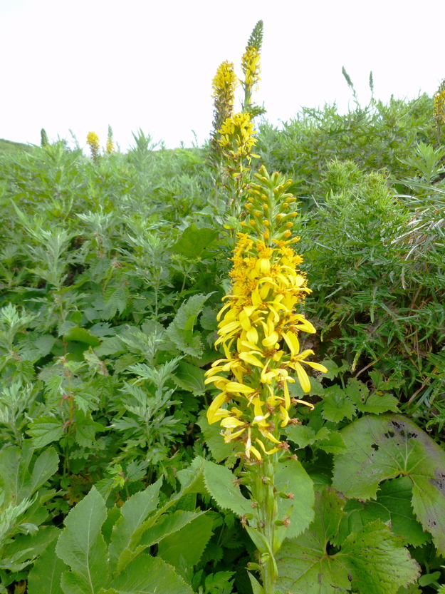 d0170615_456891.jpg