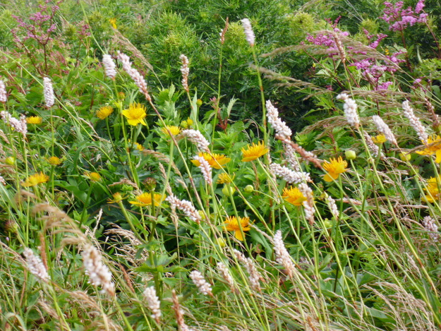 d0170615_4592624.jpg