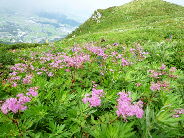 d0170615_503912.jpg
