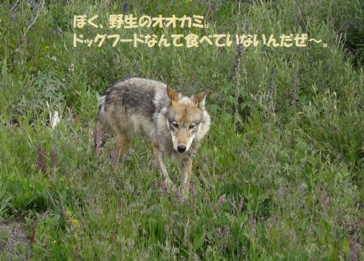 d0098316_1636619.jpg