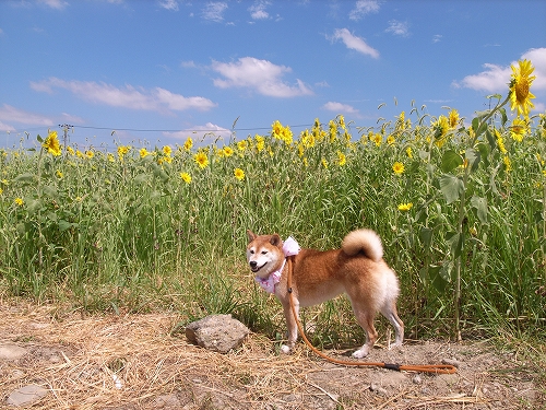 b0225620_3261350.jpg
