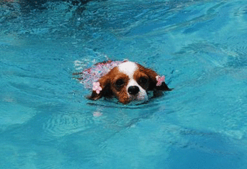 f0214121_8502223.gif