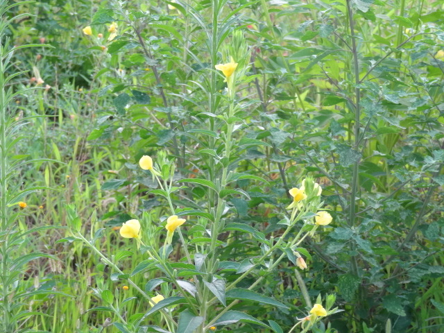 e0016828_1295023.jpg