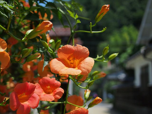 b0134829_1651744.jpg