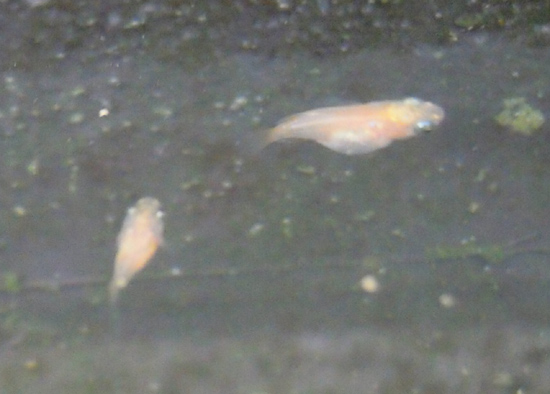 e0097534_1655105.jpg