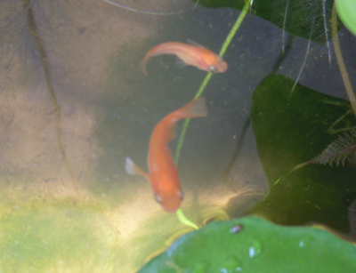 e0097534_174619.jpg