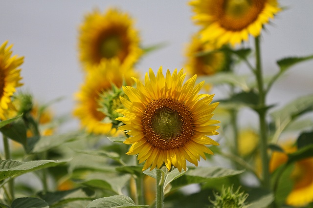 a0242438_21552417.jpg