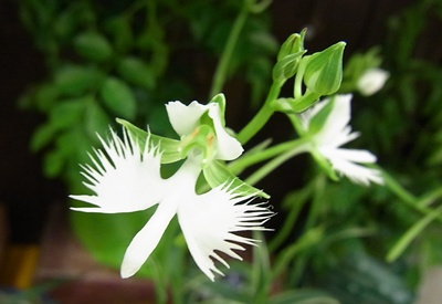 サギ草