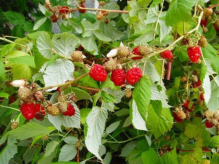 e0004756_21131032.jpg