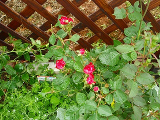 e0004756_21155263.jpg