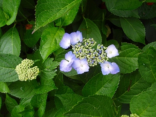 e0004756_2115691.jpg