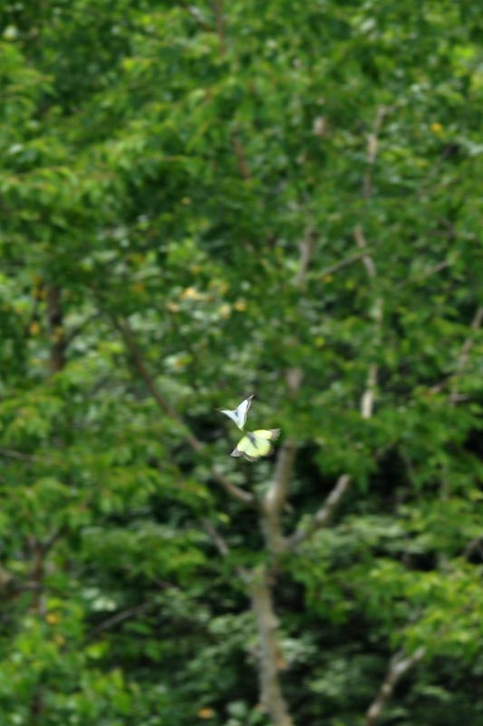 c0043361_101272.jpg